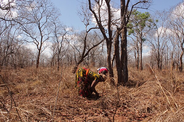 Pessoa a plantar grenadilla numa zona florestal na Tanzânia.